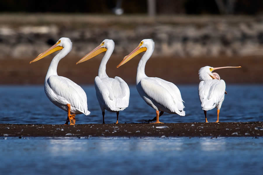 White pelicans in East Tennessee